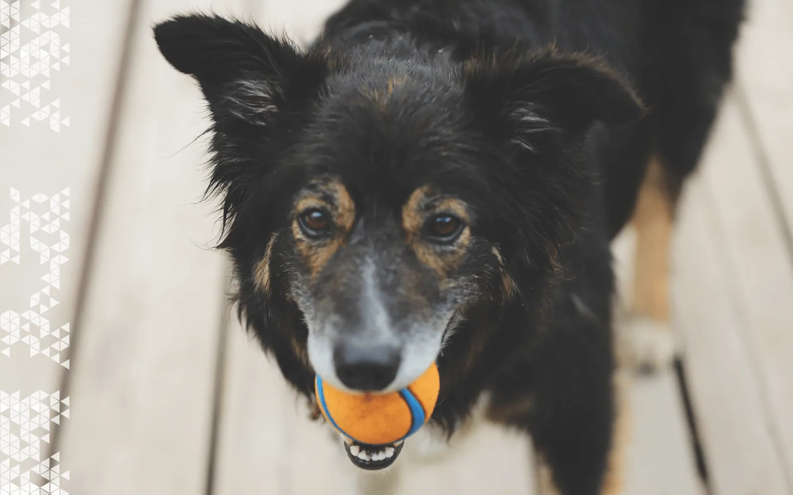 Adalo visual app builder canvas